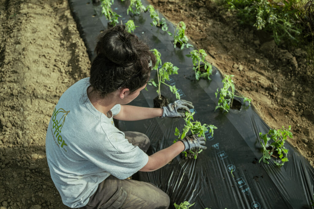 Découvrez en images la vie à la Ferme de Boudras : nos cultures variées, nos champs en pleine floraison, et le travail passionné de notre famille pour vous offrir le meilleur de la terre.